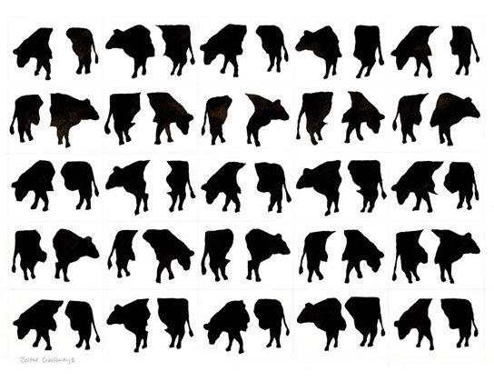 Belted Galloway Cows